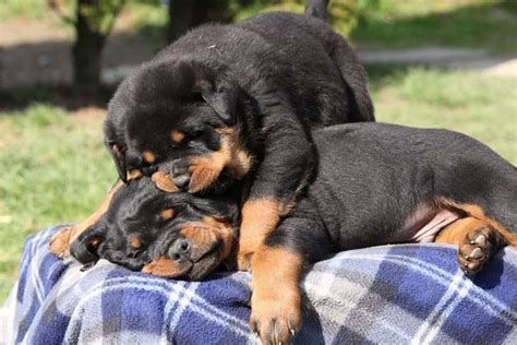 Female Rottweiler Names Your Gal Pal Will Love