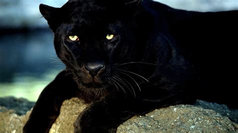 Are Black Panthers Endangered - Danger Choices