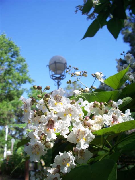 Some of my flowers on my catawba tree with some of my yard art in the ...