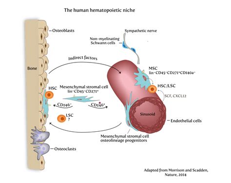 Bone marrow stem cells and cellular therapies - - Lund University