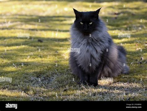 A black smoke norwegian forest cat male sitting outdoors Stock Photo ...