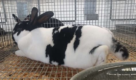 Checkered Giant Rabbit – Breed Rabbits