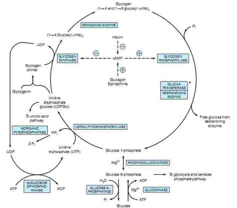 Glycogen Metabolism and Glycogen storage Diseases | MEDCHROME