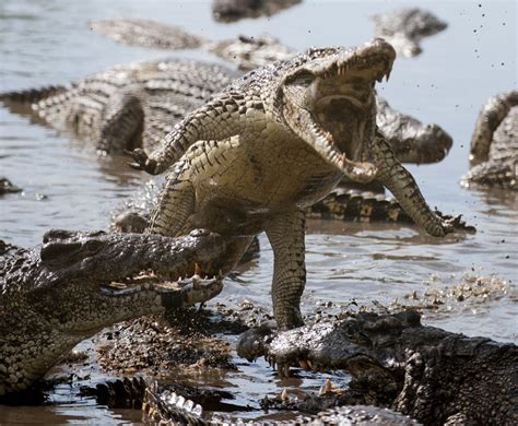 Cuban Crocodile (Crocodylus rhombifer) | about animals