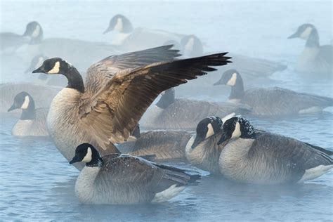 How Feathers Insulate | Audubon