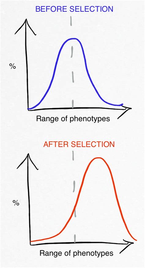 What is Directional Selection? - Examples, Definition & Graph | Study.com