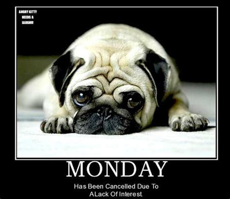 Dog Meme Monday | Dog Blog | Funny Dog Meme | Mondays Are Hard - Bullwrinkles USA