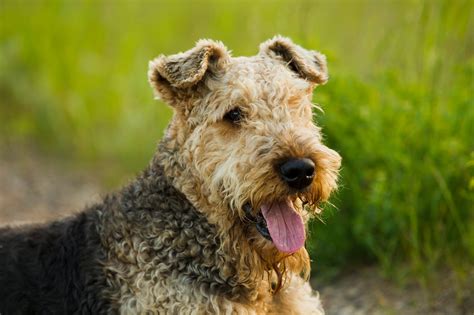 15 Curly Haired Dogs with Pictures | Reader's Digest