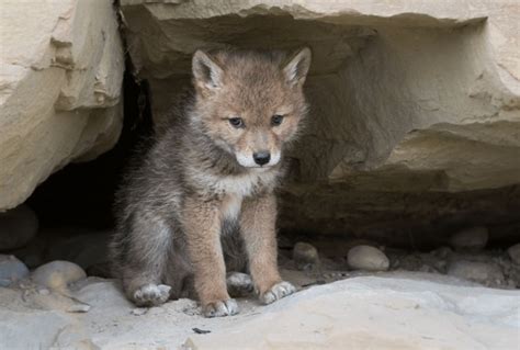 1,272 Baby Coyote Royalty-Free Images, Stock Photos & Pictures ...