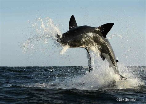 Breaching a False Bay, Sudafrica. Foto ©Dirk Schmidt. | White sharks, Great white shark, Shark