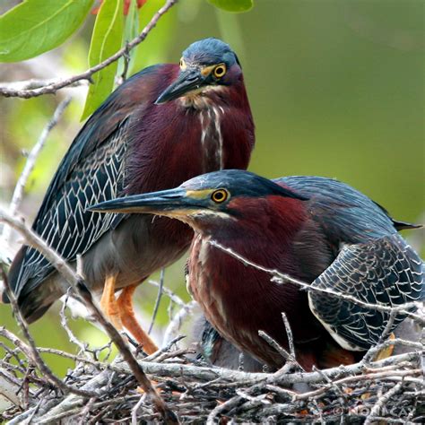 Green Heron Nest | Noni Cay Photography