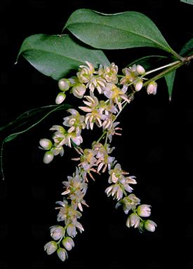 Families of Flowering Plants of Australia