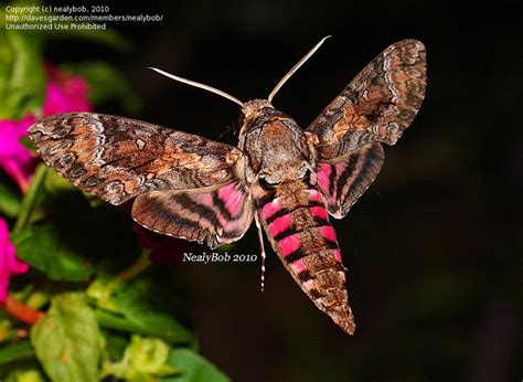 night hawk moth | ... is a photo of a Pink Spotted Hawk Moth that I took the other night ...