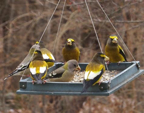 An Irruption Year for Finches