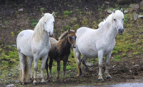 The Eriskay Pony – THE ERISKAY PONY SOCIETY