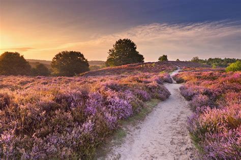 Lavender Fields Netherlands Wallpapers - Wallpaper Cave