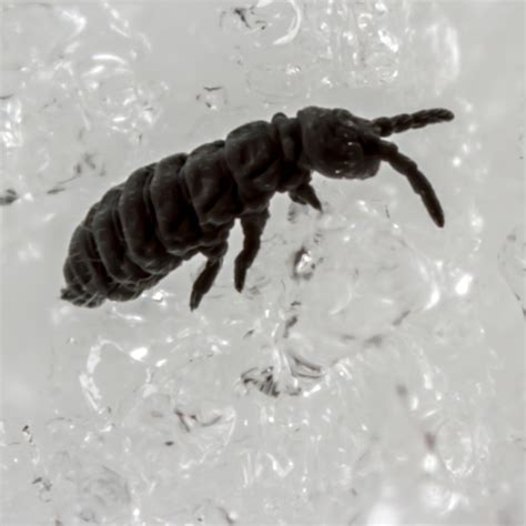 Bugging Saskatchewan: Snow fleas - Hypogastrura harveyi