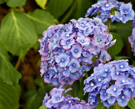 Hydrangea Flowers Blue Free Stock Photo - Public Domain Pictures