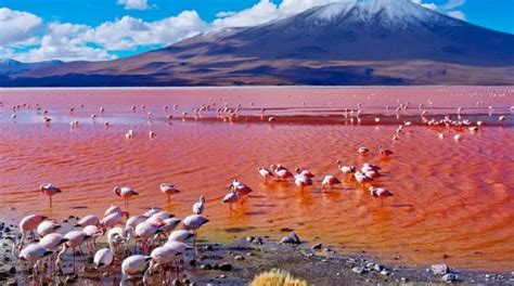 The Lake Natron, Tanzania | Flamingos at Lake Natron