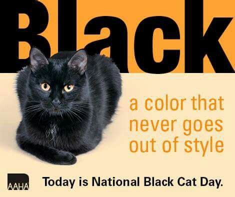 National Black Cat Day | Black cat day, National black cat day, Black cat