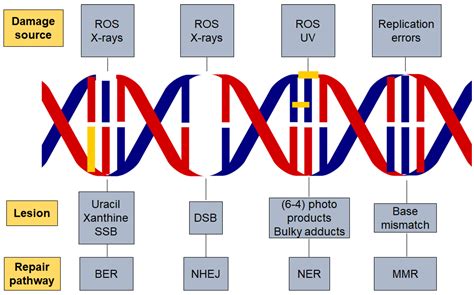 DNA Damage/Repair Management in Cancers