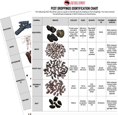 Pest Droppings Identification Chart