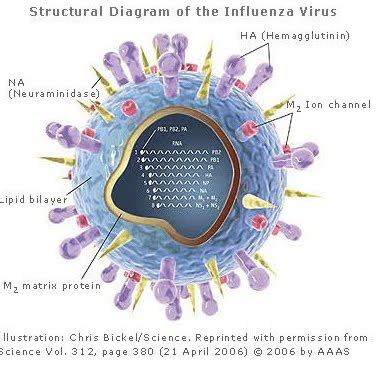 J Juliant: Gambar 1 : Struktur Virus Influenza A