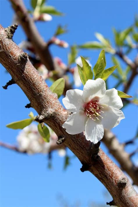 Blossom on Sweet Almond Tree (Species: Prunus Amygdalus, Syn Stock Photo - Image of flora ...