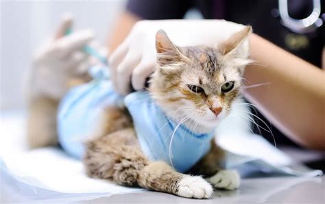 Feline Panleukopenia (Distemper) Vaccine: Schedule, Side Effects