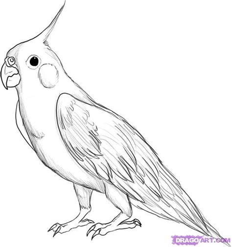 Best 25+ How to draw birds ideas on Pinterest | How to draw animals ...