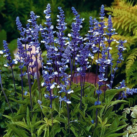 Salvia Seeds | 10 Salvias | Annual Flower Seeds