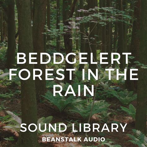 Beddgelert Forest Nature and Rain Sounds – Royalty-Free Audio ...