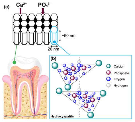 Molecules | Free Full-Text | Identification of Key Functional Motifs of Native Amelogenin ...