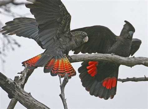 Red-Tailed Black Cockatoo Facts, Care as Pets, Habitat, Diet, Pictures