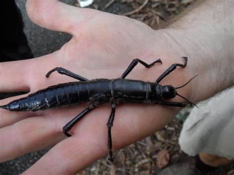 The Lord Howe Island stick insect (Dryococelus australis), aka the ‘land lobster’, is critically ...