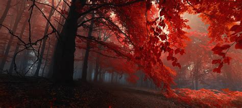 fall, Trees, Nature, Forest, Red Wallpapers HD / Desktop and Mobile Backgrounds