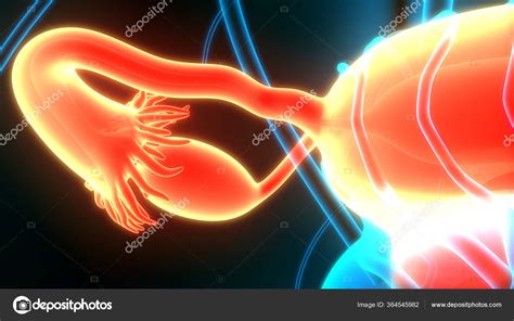 Female Reproductive System Anatomy Stock Photo by ©magicmine 364545982