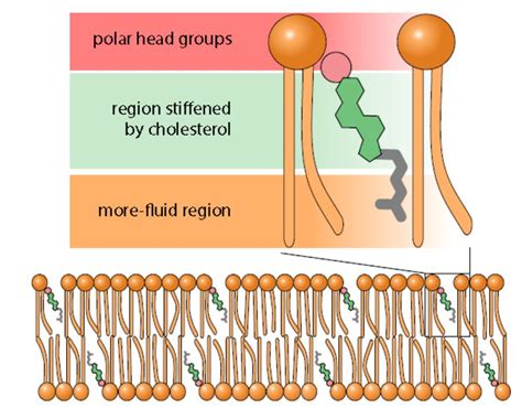 Cholesterol Molecule In Cell Membrane