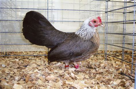 Silver Duckwing Old English Game Bantams | Cackle Hatchery®