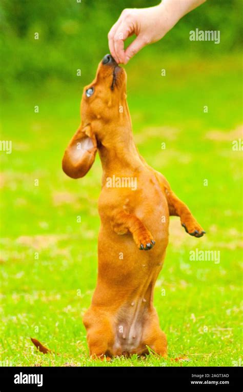 A Miniature Dachshund training Stock Photo - Alamy