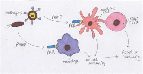 Innate Immunity - Revise Dental