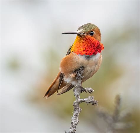 Allen's Hummingbird - Owen Deutsch Photography