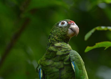 Can Parrots That Speak Different Dialects Understand Each Other?