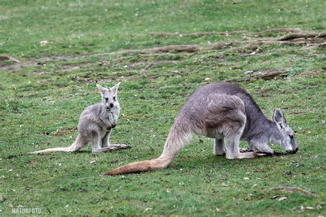 Common wallaroo Photos, Common wallaroo Images, Nature Wildlife ...