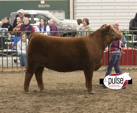 Nebraska Cattlemen’s Classic | Balancer Heifers | The Pulse