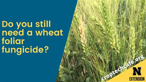 Do you still need a wheat foliar fungicide?