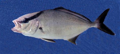 Greater Amberjack | Mexico – Fish, Birds, Crabs, Marine Life, Shells ...