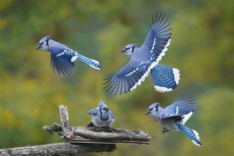 Blue Jay Bird Flying