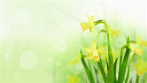 Daffodils Wallpapers - Wallpaper Cave