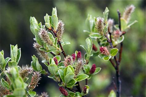 arctic willow | Flowers, Beautiful places, Beautiful